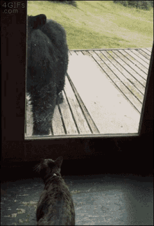 Bear Cat GIF - Bear Cat Scared GIFs