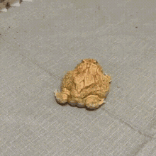 Hâm Frog Toad GIF - Hâm Frog Toad Frog GIFs