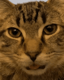 Dazed Tongue Out GIF - Dazed Tongue Out Cat GIFs