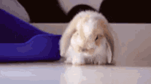 Passed Out Bunny GIF - Passed Out Sleepy Bunny GIFs