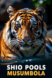 a poster with a tiger and the words shio pools musumbola on it
