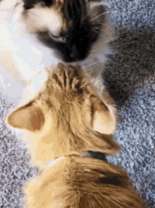 Cats Kissing GIF - Cats Kissing Love GIFs