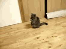 Cat GIF - Cat Confused Whats Going On GIFs