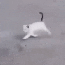 Cat Walking GIF - Cat Walking Into GIFs
