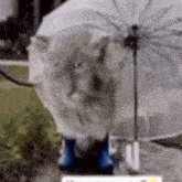 a cat is standing under an umbrella and wearing blue rain boots .