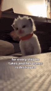 a white kitten wearing a red collar with the caption " for every step he takes another planet is destroyed " on the top