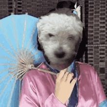 Dog Umbrella GIF - Dog Umbrella Perro GIFs