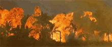 Explosion Fire GIF - Explosion Fire Forrest Fire GIFs