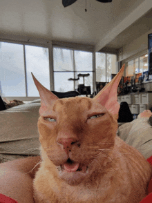 a cat laying on a couch making a funny face