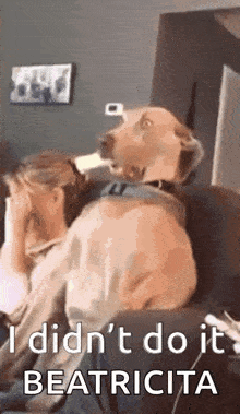 Dogs Scared GIF - Dogs Scared Omg GIFs