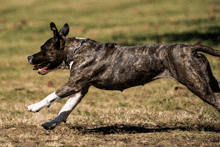 a brown and white dog running in a field