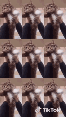 Cat Cat Dance GIF - Cat Cat Dance Cat Tiktok GIFs