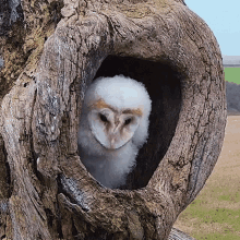 Owl Hiding Robert E Fuller GIF - Owl Hiding Robert E Fuller Dont Let Them See You GIFs