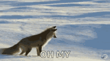 fox jump snow