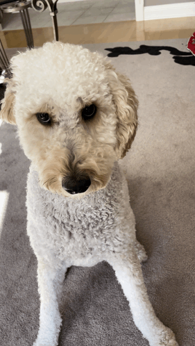 Tucker Dog GIF - Tucker Dog Stare - Discover & Share GIFs