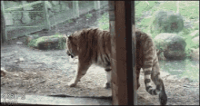 Tiger Wakeup GIF - Tiger Wakeup Nap GIFs