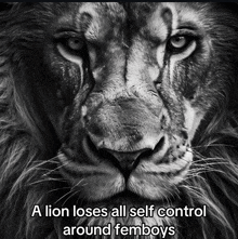 a black and white photo of a lion with a caption that says a lion loses all self control around femboys