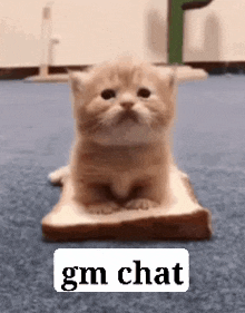 Gm Cat GIF - Gm Cat Gm Chat GIFs