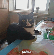 a black and white cat sits on a table next to a spoon and looks at the camera
