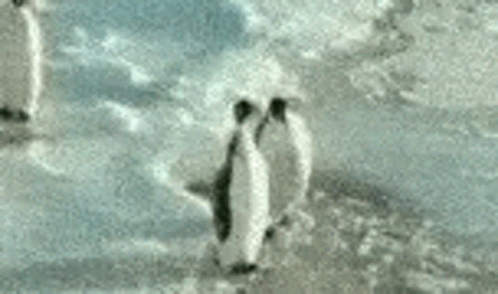Penguin Gif - IceGif