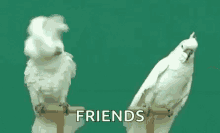 Friends Dafuq GIF - Friends Dafuq Wtf GIFs
