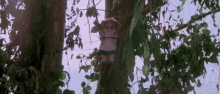 a doll is sitting on a tree branch .