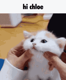 Chloe Hi GIF - Chloe Hi Kitten GIFs