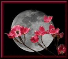 a picture of a full moon with pink flowers in the foreground