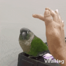Petting The Bird Green-cheeked Parakeet GIF