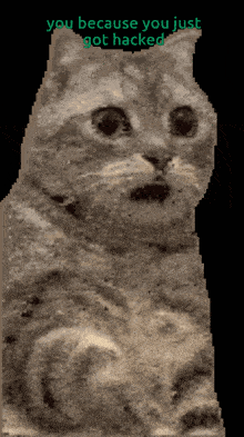 a cat with the words you because you just got hacked above it