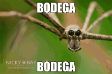Ogre Spider Kaperoo GIF - Ogre Spider Kaperoo Bodega GIFs