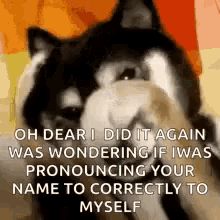 Dog Embarrassed GIF