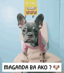 Gerald Santos Frenchie Dog GIF - Gerald Santos Frenchie Dog Fame GIFs