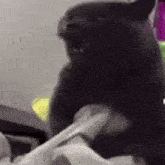 a black cat is sitting on a chair with its mouth open and a tissue in its mouth .
