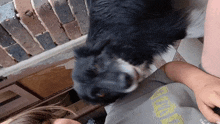 a black and white dog is looking at a person wearing a gray shirt that says ' ucsd ' on it