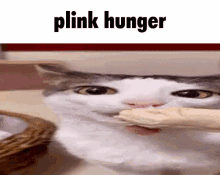 Plink Cat GIF - Plink Cat Meme GIFs