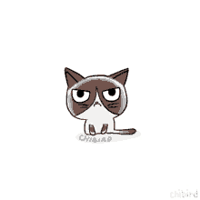 cat grumpy