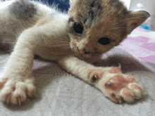 a close up of a kitten 's paw with a red spot