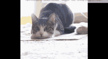 Cat Wiggle GIF - Cat Wiggle GIFs