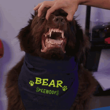 Showing My Teeth Bear GIF - Showing My Teeth Bear Doctor Mike GIFs