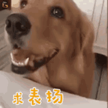 金毛犬 狗 可爱 开心 GIF - Golden Retriever Dog Cute GIFs