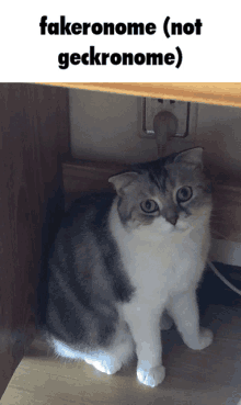 a cat is sitting under a shelf with a caption that says fakeronome ( not geckronome )