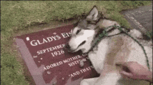 dog sad cry rip cemetery