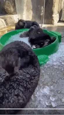 Otters Playing In Ice GIF - Otters Playing In Ice GIFs