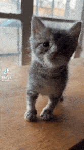 a gray and white kitten standing on a wooden table with a tiktok watermark