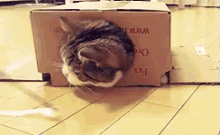 Lazy Cat Games GIF - Cat Box Lazy GIFs