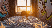 a dog is standing on a bed in front of a window