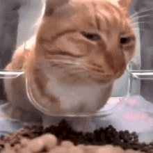 Sus Cat 2 Suspicious Cat GIF - Sus Cat 2 Suspicious Cat The Cat Looks Suspiciously GIFs
