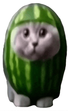 a cat is wearing a watermelon costume and looking at the camera .