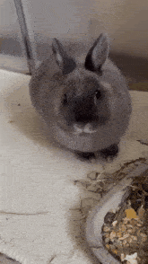 a small grey rabbit is sitting on a white carpet next to a container of hay .